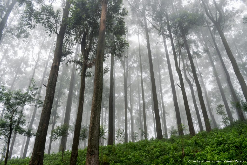 These Woods that blended with Mist <3