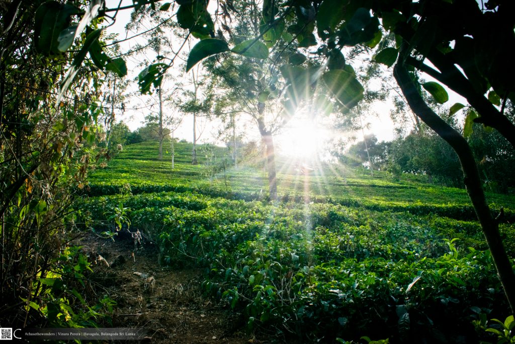 Tea Plantation