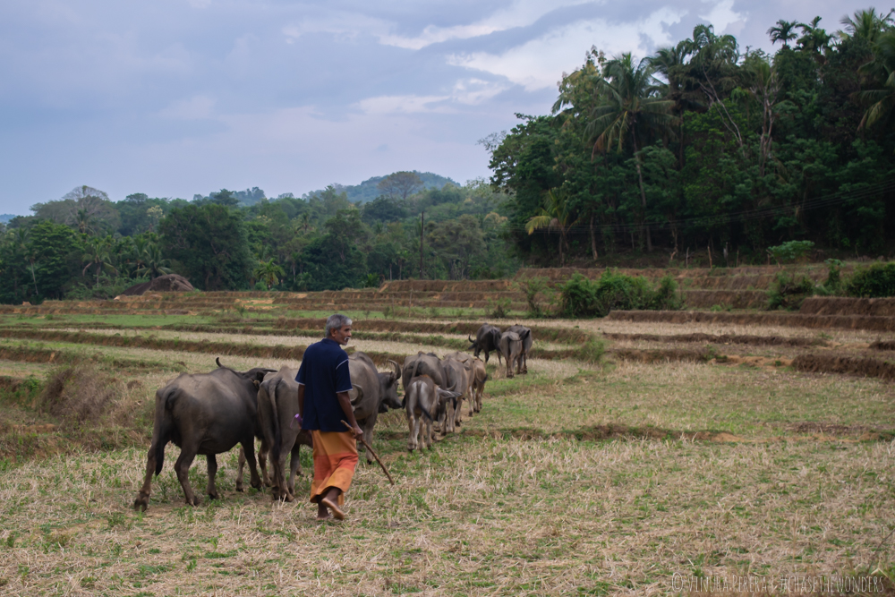 A man walking with buffaloes in the evening